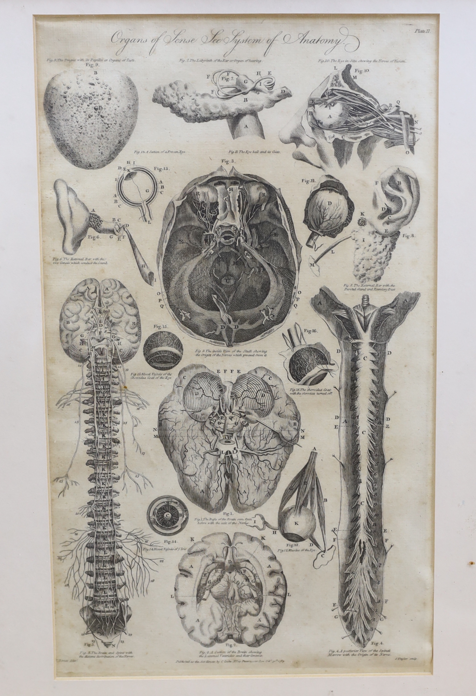 Six medical and anatomical 18th century engravings, including arteries with the muscles on the right side of the body and organs of sense, see, system of the anatomy, publ. by C. Cooke, various dates, each 36 x 21cm